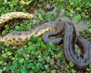 Animais Terrestres da Amazônia (2)