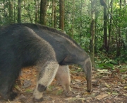 Animais Terrestres da Amazônia (6)