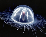 Água Viva Transparente