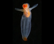 Nudibranquio Transparente