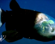 Peixe Barreleye Transparente