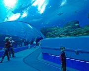 aquario-da-georgia-5