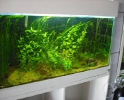 Aquários 11