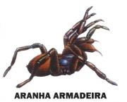 Armadeira 10