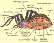 Armadeira 14