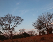 1-árvores secas-cerrado.jpg