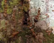 as-formigas-e-suas-arvores-1