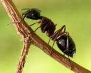 as-formigas-e-suas-arvores-10
