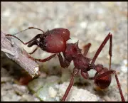 as-formigas-e-suas-arvores-11