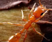 as-formigas-e-suas-arvores-13