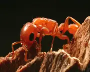 as-formigas-e-suas-arvores-14