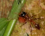 as-formigas-e-suas-arvores-15
