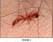 as-formigas-e-suas-arvores-3
