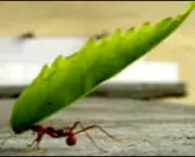 as-formigas-e-suas-arvores-7