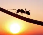 as-formigas-e-suas-arvores-8