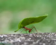 as-formigas-e-suas-arvores-9