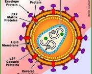 as-origens-da-aids-perguntas-e-respostas-3