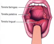 as-tonsilas-palatinas-1