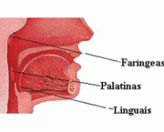 as-tonsilas-palatinas-2