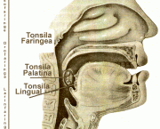as-tonsilas-palatinas-3