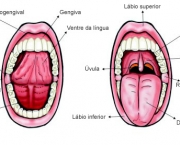 as-tonsilas-palatinas-6