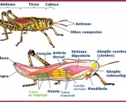 astropodes-insetos-20