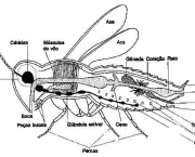 astropodes-insetos-21