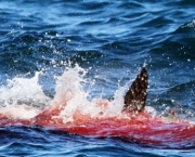 Ataques de Tubarões (1)