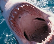 Ataques de Tubarões (2)