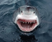 Ataques de Tubarões (4)