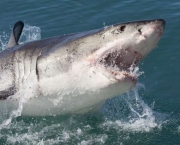 Ataques de Tubarões (7)