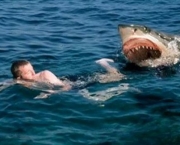 Ataques de Tubarões (10)