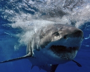 Ataques de Tubarões (11)