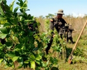 bolivia-apela-em-prol-da-legalizacao-do-consumo-da-folha-de-coca-10