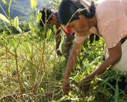 bolivia-apela-em-prol-da-legalizacao-do-consumo-da-folha-de-coca-13