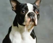 boston-terrier-1