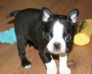 boston-terrier-2