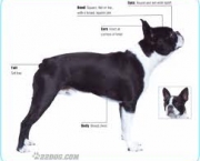 boston-terrier-3