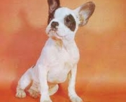 bouledogue-frances-2