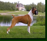 Boxer 6