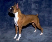 Boxer 14