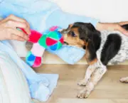 Brinquedos Inteligentes para Cachorros (7)
