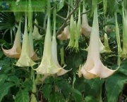 brugmansia-ou-trombeta-de-anjo-1