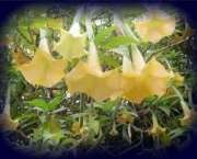 brugmansia-ou-trombeta-de-anjo-2