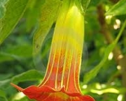 brugmansia-ou-trombeta-de-anjo-3