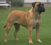 Bullmastiff 1