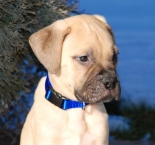 Bullmastiff 4