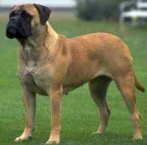 Bullmastiff 5