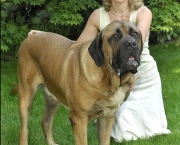 Bullmastiff 7