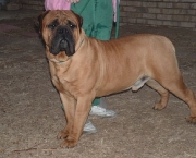 Bullmastiff 8